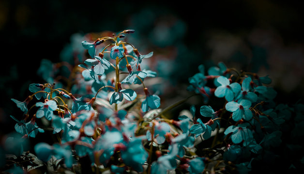 Flowers © Artem