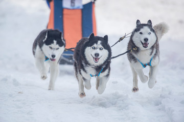 Husky dogs running with the sled at a competition