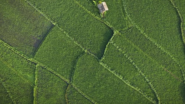 Aerial: Overhead View Of Rice Fields In Bali. Indonesia