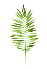 Watercolor painting fern green leaves, palm leaf isolated on white background. Watercolor hand painted illustration tropical exotic leaf for wallpaper vintage Hawaii style pattern. With clipping path