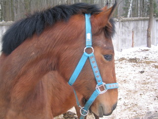 brown stallion in a stall