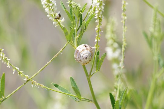 Gasteropode Photos Royalty Free Images Graphics Vectors Videos Adobe Stock