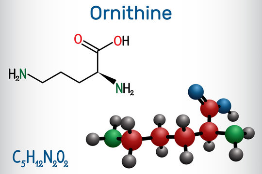 Ornithine non-proteinogenic amino acid molecule, is used in the urea cycle. Structural chemical formula and molecule model