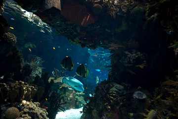 Naklejka na ściany i meble Underwater landscape