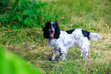 Fototapeta premium Dog breed Russian hunting spaniel