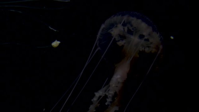 the graceful spatial movements of a jellyfish with light effect, 