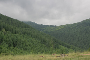 Trekking in the Carpathians, Hike to the border between Ukraine and Romania from Pop Ivan Marmarassky to Pop Ivan Chernogorsky.