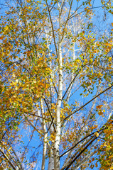 Fototapeta premium yellow birch tree foliage in autumnal morning