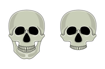 Skull isolated on white background. Cartoon human skull with jaw. Vector illustration for any design.