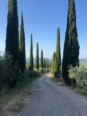 Tuscany road in forest 