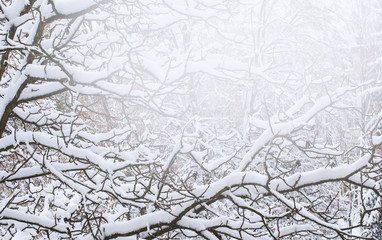 Background of snow on the branches of trees
