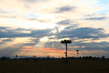 Evening weather, Silhouette sugar palm trees in the field with sun light are shone through the clouds look feel good.