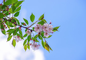 Pink Sakura Cherry Flower Blossom