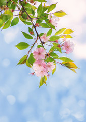 Pink Sakura Cherry Flower Blossom