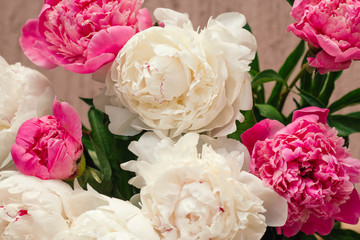 close up of white and pink peony buds floral abstract backdrop