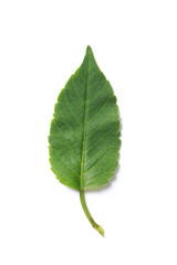 Green leaf. Isolated on a white.