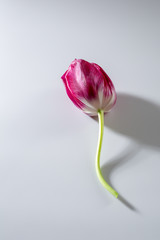 One tulips on white background