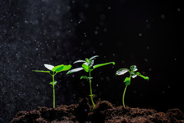 The seedling are growing from the rich soil to the morning sunlight that is shining, ecology concept. - Image
