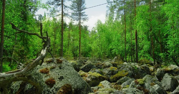 Big mossy stones in forest. Shot on a slider.