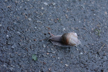 snail on a stone