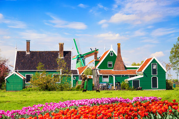 Dutch typical landscape. Traditional old dutch windmill with old houses and tulips against blue cloudy sky in the Zaanse Schans village, Netherlands. Sheep grazing on green grass.