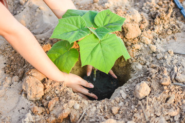 Plant trees for the world to cool