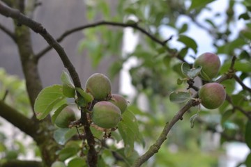Red-green apples on an apple tree in a summer garden.