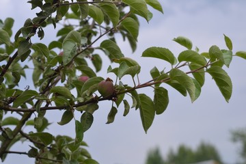 Red apples on an apple tree in a summer garden.