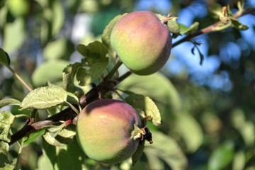 Red apples on an apple tree in a summer garden.