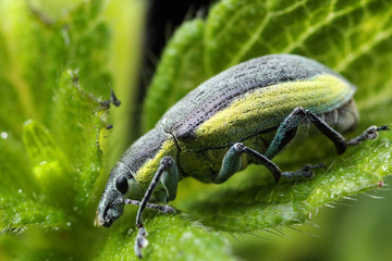 Chlorophanus viridis on a leaf