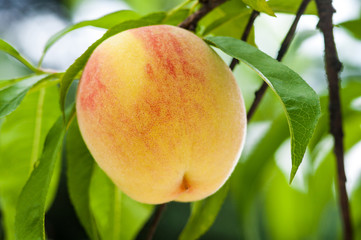 Ripe peach on the tree.