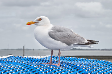 Silbermöwe auf einem Strandkorb.