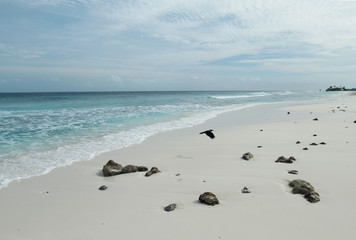 flying bird on the beach