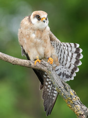 Rotfu&szlig;falke (w)