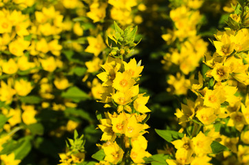 flower bed with yellow flowers