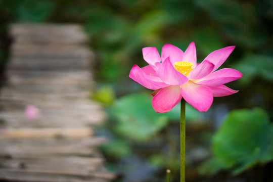 Beauty fresh pink lotus isolated in pond. Colorful of lotus, leaf and sunlight on background, Peace scene. Royalty high quality free stock image. Nation flower of Vietnam.
