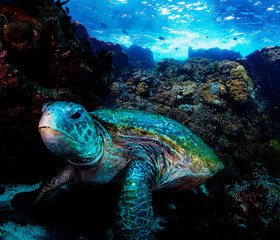 Naklejka na ściany i meble A beautiful shot of a green turtle on a coral reef with blue crystal clear water