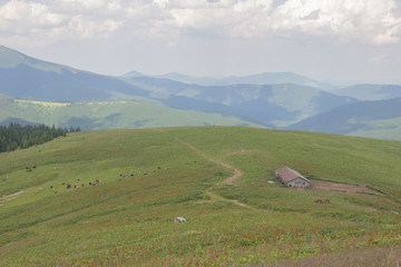 Fototapeta premium Trekking in the Carpathians, Hike to the border between Ukraine and Romania from Pop Ivan Marmarassky to Pop Ivan Chernogorsky.