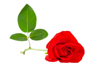 Beautiful red rose , Isolated on white background