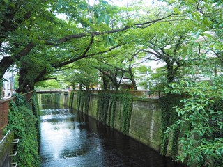 the Meguro river in Japan