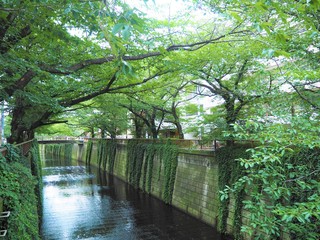 the Meguro river in Japan