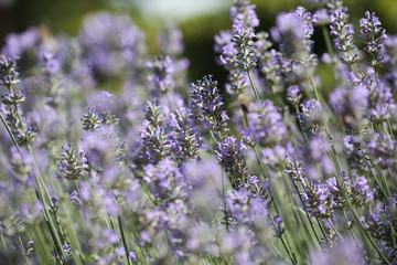 Lavendel