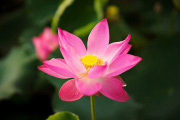 Beauty fresh pink lotus isolated in pond. Colorful of lotus, leaf and sunlight on background, Peace...