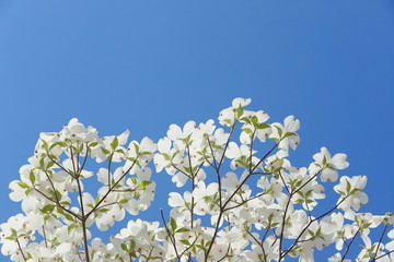 白いハナミズキ