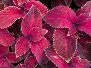 Purple Coleus flowers on a flowerbed