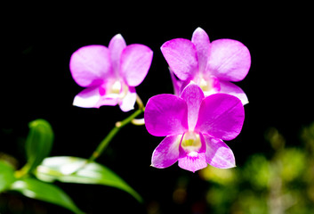Purple orchid on blackground