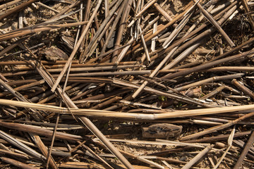 Background from dry stalks of reeds. Straw from reeds and cattail, lies on the sand, near the lake. Summer. Day.