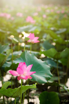Beauty fresh pink lotus in middle pond. lotus bud, leaf, and sunlight on background. Peace scene in countryside of Vietnam. Royalty high quality free stock image. 