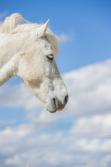 Portrait of a white pony horse with beautiful mane in nature. Blue sky with clouds. Vertical. Copyspace. No people.
