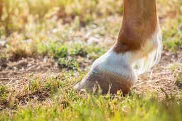 Horse hoof in the field at sunset. Horizontal. No people. Copyspace.